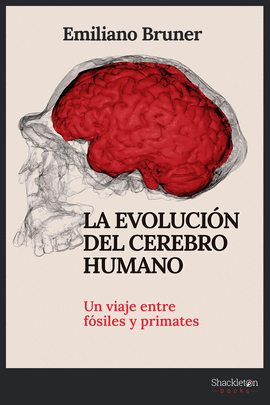 EVOLUCION DEL CEREBRO HUMANO LA