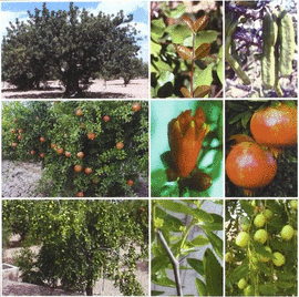 TRATADO DE FRUTICULTURA 2 PARA ZONAS ARIDAS Y SEMIARIDAS