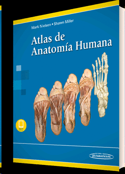ATLAS DE ANATOMIA HUMANA
